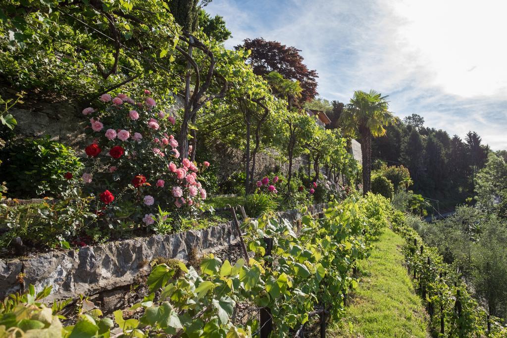 Villa Paradiso Cannero Riviera Zewnętrze zdjęcie